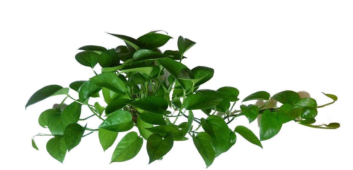 植物除甲醛有效吗？杭州甲醛检测公司告诉你（三）