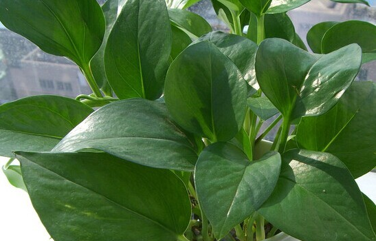 甲醛的克星有哪些水果、植物？