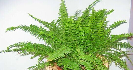 甲醛的克星有哪些水果、植物？