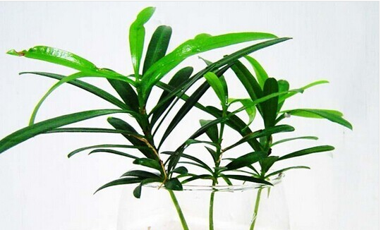 甲醛的克星有哪些水果、植物？