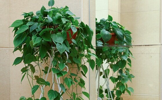 甲醛的克星有哪些水果、植物？