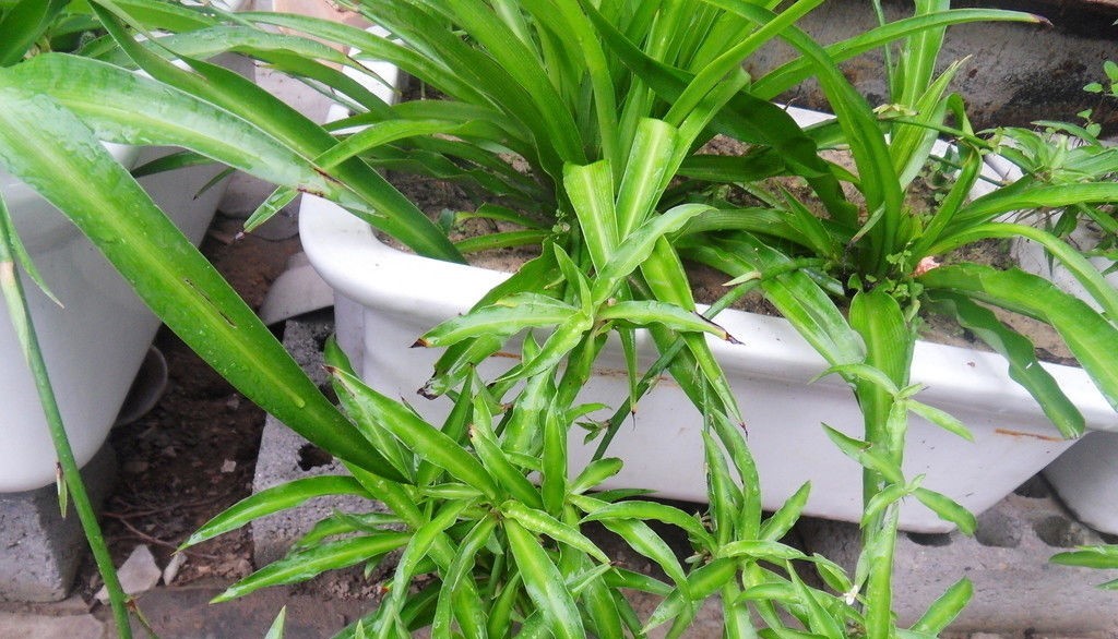什么植物能除甲醛？结束后还用甲醛检测吗？