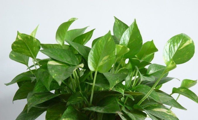 什么植物能除甲醛？结束后还用甲醛检测吗？
